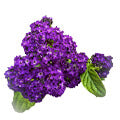 Heliotrope