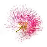 Silk Tree Blossom
